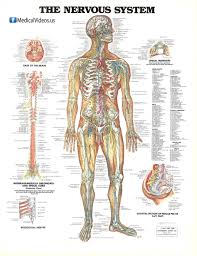 The central nervous system (cns). Human Body Systems Nervous System Anatomy Nervous System Diagram Anatomy And Physiology