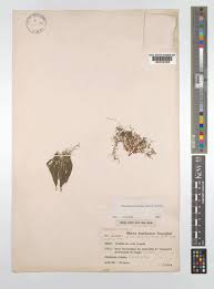 Image result for Tristicha trifaria