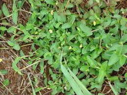 Image result for Commelina africana