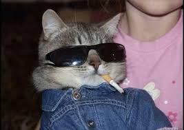 Iᴄᴏɴᴜᴍᴀʀᴀ Kedi Komik Kedi Resimleri Hayvan Mizahi
