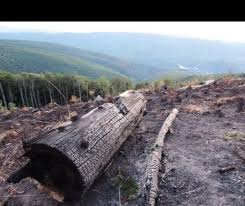 Articole publicate cu eticheta ministerul apelor si padurilor. Ministerul Apelor È™i PÄƒdurilor A Trimis Corpul De Control In Parcul NaÈ›ional Semenic Evenimentul Zilei