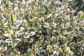 Image result for Buxaceae