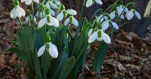 Galanthus Elwesii Greater Snowdrop World Of Flowering Plants Plants Planting Flowers Herbaceous Perennials