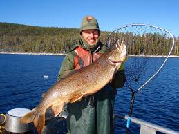 Yellowstone park is putting a huge push on to net out the lake trout, but it will take. Scientists Invasive Yellowstone Trout In Decline
