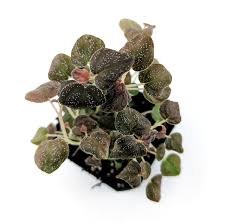 Image result for Peponium sp. A