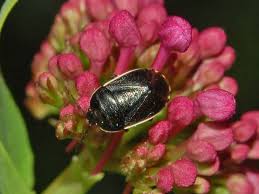 Image result for Canthium bugoyense