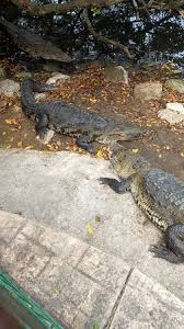 Bomberos de tampico se movilizaron al sitio para recuperar el cuerpo de la mujer, tarea que les llevó alrededor de una hora debido a que el cocodrilo puso resistencia y lanzó varios ataques. Cocodrilos E Iguanas En Laguna Del Carpintero En Tampico Picture Of Laguna Del Carpintero Tampico Tripadvisor
