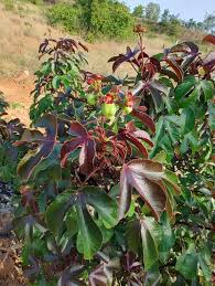 Image result for Jatropha erythropoda