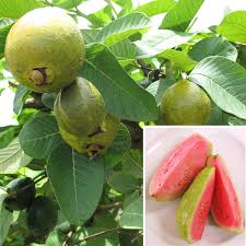 Image result for Psidium guajava