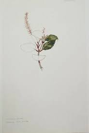 Image result for Cunoniaceae