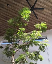 観葉植物エバーフレッシュの育て方 その生態とは えつしまんblog