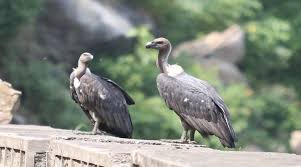 Unlike most vultures, the bearded vulture does not have a bald head. 8 White Backed Vultures Set To Be Released In Wilderness Today Cities News The Indian Express