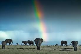 Inspirierende Afrika Zitate Rhino Africa Blog