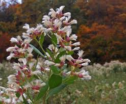 Image result for Nidorella ivifolia