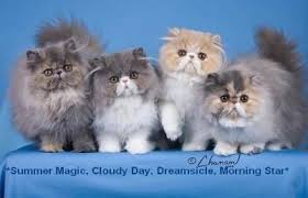 12 yrs and 7 mths. Pin On Persian And Exotic Shorthair Cats