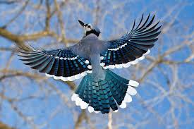 Beautiful Birds In Flight Images Touch This Image Blue Jay S By Jada Is Super Awesome Blue Jay Bird Blue Jay Bird Wings