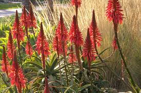 Image result for Aloe