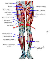 Human legs, modeled at anatomynext.com, based on radiology scans, theime atlas of anatomy, and expert advise. Leg Muscle Fatigue Question Road Bike Cycling Forums