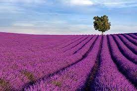 9 Island Hvar Ideas Lavender Fields Lavender Lovely Lavender
