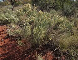 Image result for Olearia
