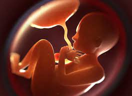 The placenta is a fetal organ of pregnancy, responsible for providing nutrition and oxygen to the fetus as well embryology placenta is formed by fetal and maternal components 2: What Disorders Can Affect The Placenta During Pregnancy