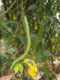 Image result for Dolichandra unguis-cati