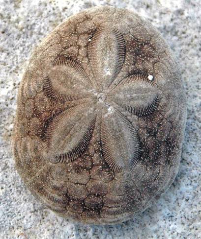 Clypeaster rosaceus - Wikipedia