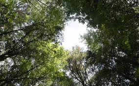 Suicide forest': Curiosity seekers go deep into Japanese woods known for  suicides | Stars and Stripes
