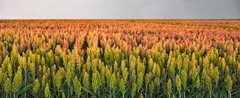 Image result for Sorghum
