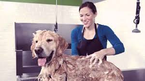 You just bring the dog! How To Use A Do It Yourself Dog Wash Petcarerx