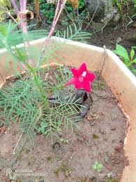 Image result for Ipomoea quamoclit