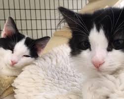 We provide the best service and high quality products for your dog, cat, birds, fish, a. City Of Providence Faqs City Of Providence