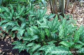 Image result for Albertisia