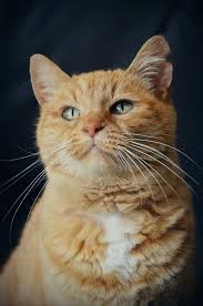 Photo Cat Alley Cat Of Coockie Pet Photos Dogs Cats Rodents Horses Photo Chat Chats Adorables Belles Photos De Chats
