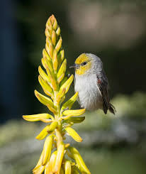 Yellow Birds Of Arizona Desert Verdin At The Phoenix Desert Botanical Gardens Beautiful Birds Las Vegas Parks Arizona Birds