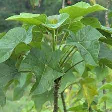 Oleskan sedikit minyak kelapa lalu tempelkan pada perut si kecil. Manfaat Daun Jarak Untuk Payudara Dan Cara Mengolahnya