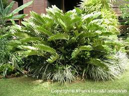 Image result for Zamia furfuracea