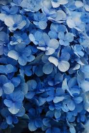 Take A Look It S A Great Year For Hydrangeas Blue Aesthetic Beautiful Flowers Blue Flowers