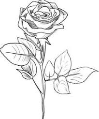 Gambar bunga pakai pensil gambar sketsa bunga tulip wallpaper keren. Eko Ignasyus Profil Pinterest
