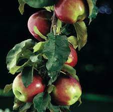 Maybe you would like to learn more about one of these? Scarlet Sentinel Columnar Apple Tree One Green World