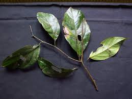 Image result for Cordia senegalensis