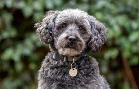 Maybe you would like to learn more about one of these? Guide To The Schnoodle Dog Breed Lovetoknow