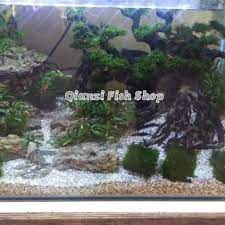 Bonsai kali ini untuk ukuran tank panjang :40cm tinggi :30cm lebar :25cm bahan yang digunakan.pohon senggani.batu pasir/sandstone.javamoss bahan.lem alteco/korea.tissue semoga menjadi inspirasi buat kalian jangan lupa subscribe ya bro. Jual Dekoran Aquascape Ukuran 70 X 40 X 40 Cm Full Set Jakarta Barat Qianzi Fish Shop Tokopedia