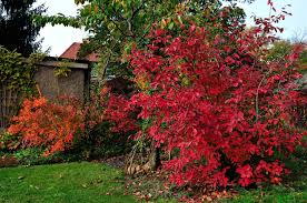 Die Kanadische Felsenbirne Amelanchier Canadensis Mit Essbaren Fruchten Und Schoner Herbstfarbung Garten Hecken Naturgarten Garten