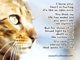  Twitter Pet Loss Cat Cats Cat Poems