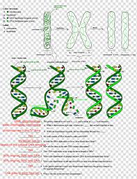 Guanine cytosine thymine and are the four. The Double Helix A Personal Account Of The Discovery Of The Structure Of Dna Dna Replication Worksheet Transcription Others Transparent Background Png Clipart Hiclipart