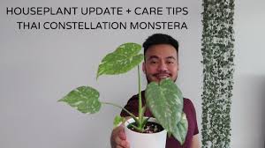 Houseplant Update Thai Constellation Monstera Rare Houseplant Youtube