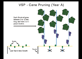 Image result for grape pruning
