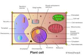 Check spelling or type a new query. Plant Cell And Cell Organelles Plant Molecular Biology Genetics And Genomics