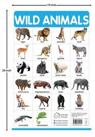 How can i tell what animal is in my wall. Buy Wild Animals My First Early Learning Wall Chart For Preschool Kindergarten Nursery And Homeschooling 19 Inches X 29 Inches Book Online At Low Prices In India Wild Animals